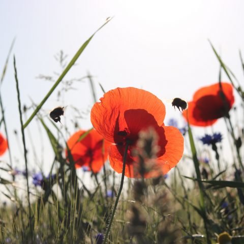 BizWiz consulting (UK)